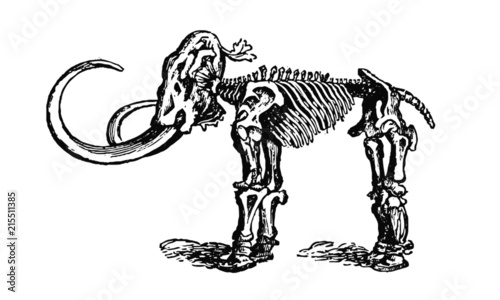 Vintage Wooly Mammoth Skeleton Illustration