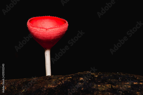champagne mushroom in the forest on rainy day