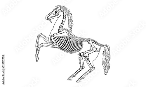 Posing Horse Skeleton Vintage Illustration