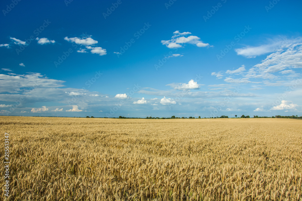 Field of grain and clouds in the sky