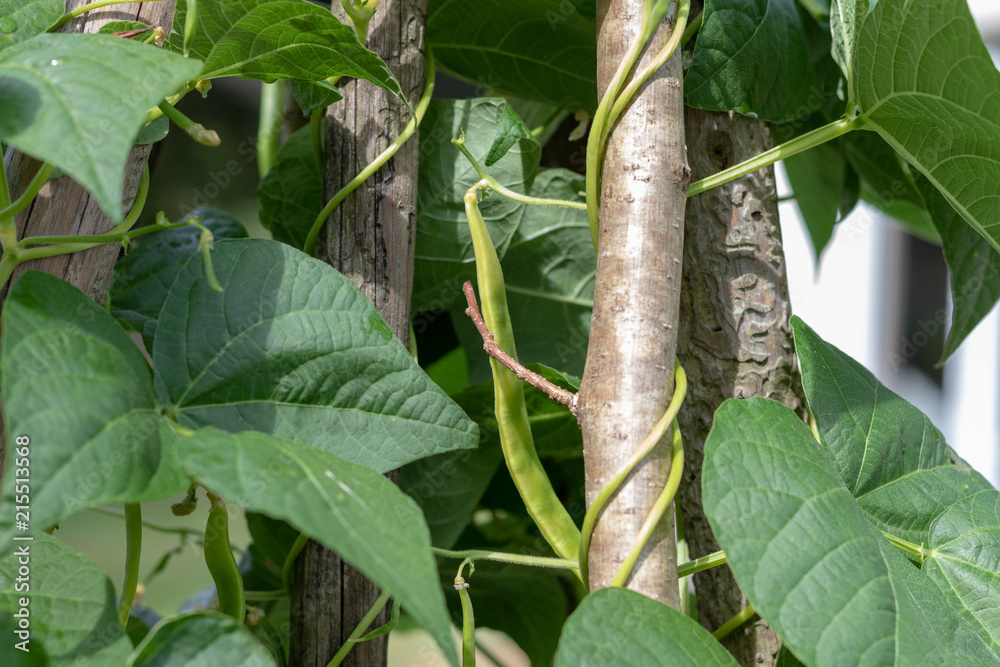Grüne Bohne an einer Bohnenpflanze im Gemüsegarten Grüne Bohne an einer Bohnenpflanze im Gemüsegarten