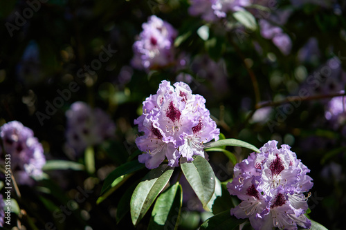 spring flowers in the city 