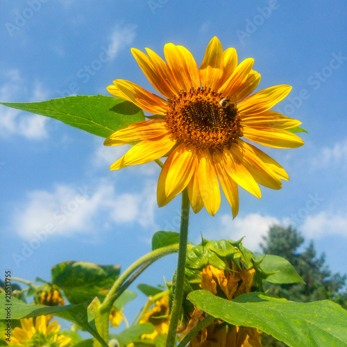 Sonnenblume und Hummel