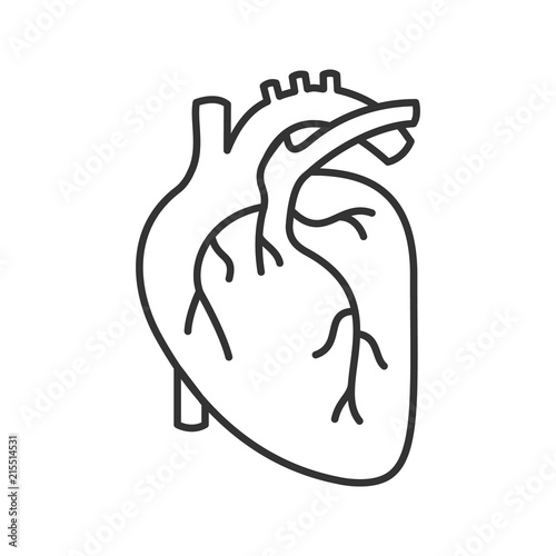 Human heart anatomy linear icon