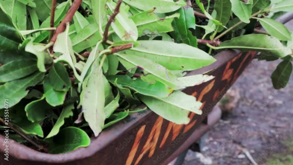 cut green leaves and hydrangea branches in a rusty old wheelbarrow cut green leaves and hydrangea branches in a rusty old wheelbarrow
