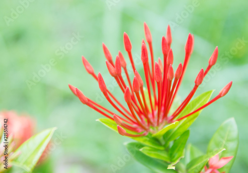 Rubiaceae flower photo