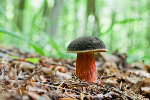 Good edible mushroom Boletus pruinatus growing in the forest