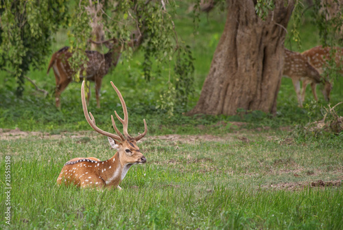 Chital - Axis axis, beautiful deer from Sri Lankan grasslands. © David