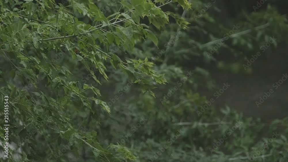 Heavy rain pours down on the leaves and branches of trees in slow motion. Heavy rain pours down on the leaves and branches of trees in slow motion.