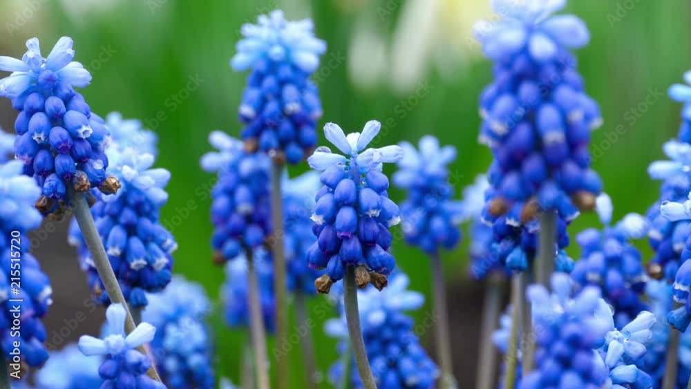 Blue flowers Muscari with raindrops Blue flowers Muscari with raindrops