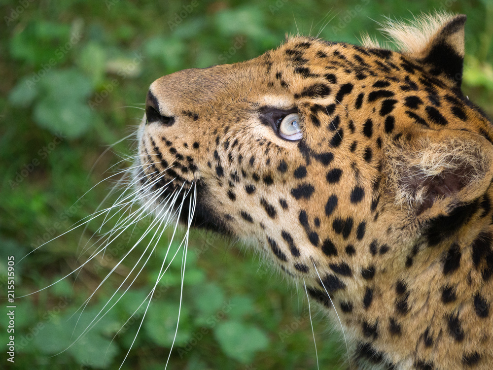 Obraz premium Pantera