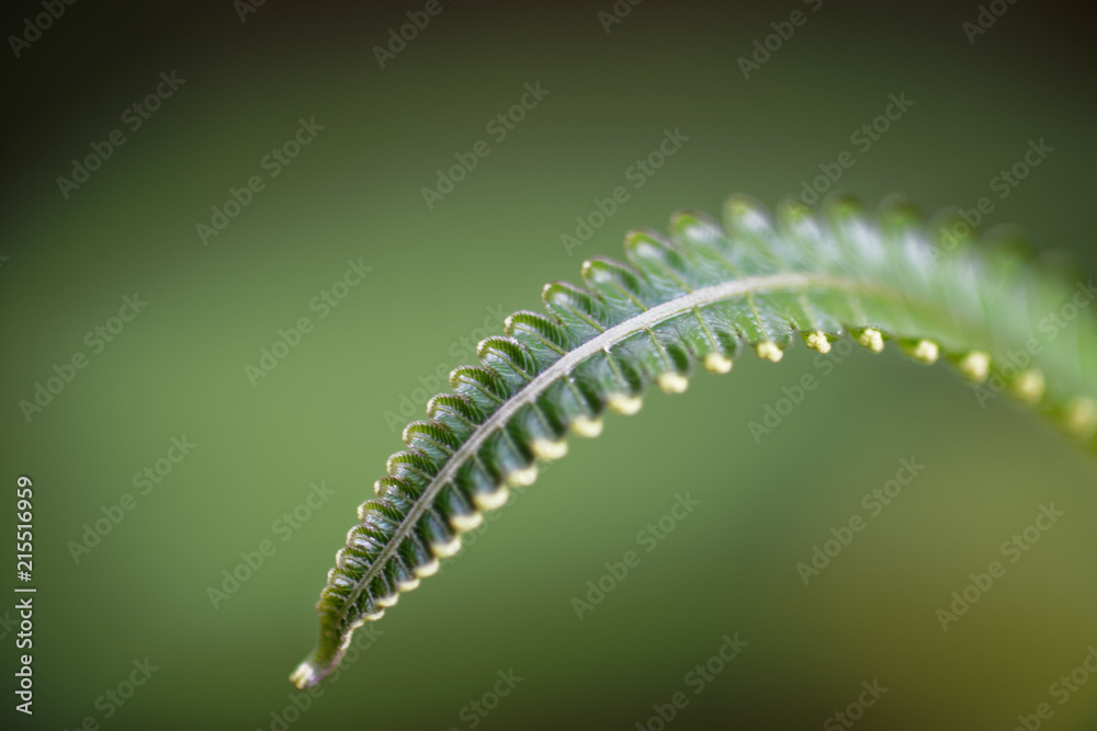 A leaf of a fern is bowing to the camera, while the green background is totally blurred.  The perfect wallpaper.