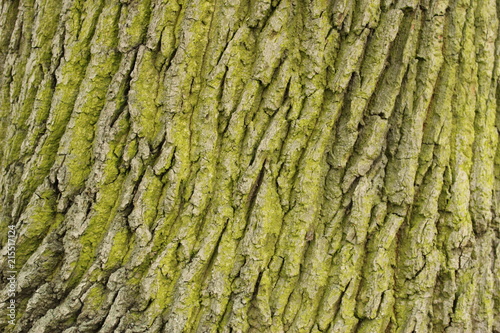 Green Tree Bark Texture
