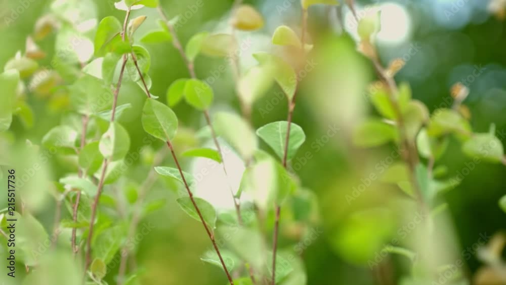 Tree branches moving in the wind with a blurry depth of field in slow motion Tree branches moving in the wind with a blurry depth of field in slow motion