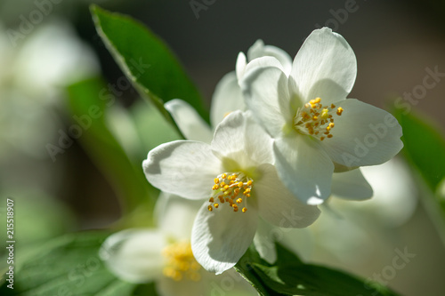Beautiful blooming jasmine branch with white flowers at sunlight in summer sunny day. Tender white petals and yellow stamens of jasmine flowers close up. Beauty of jasmine blossoms.