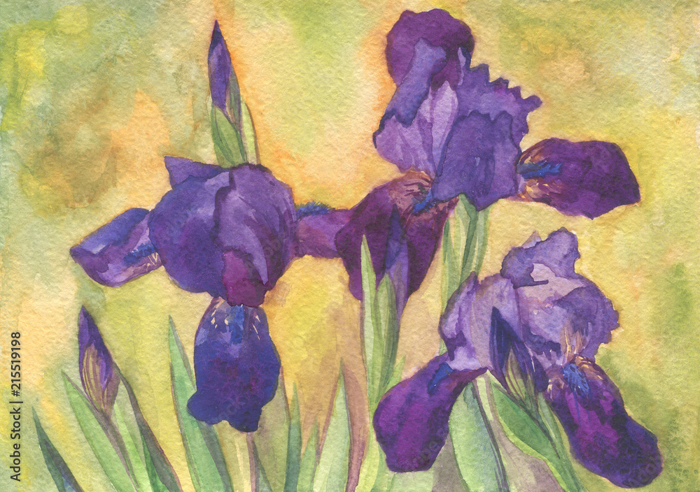 watercolor painting purple irises