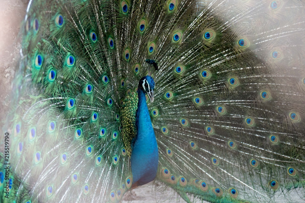 Fototapeta premium A beautiful peacok in the zoo