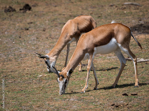 Antilopes  