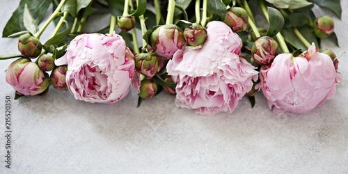 Peony. Close up from beutiful pink peony overhead gray concrete background photo