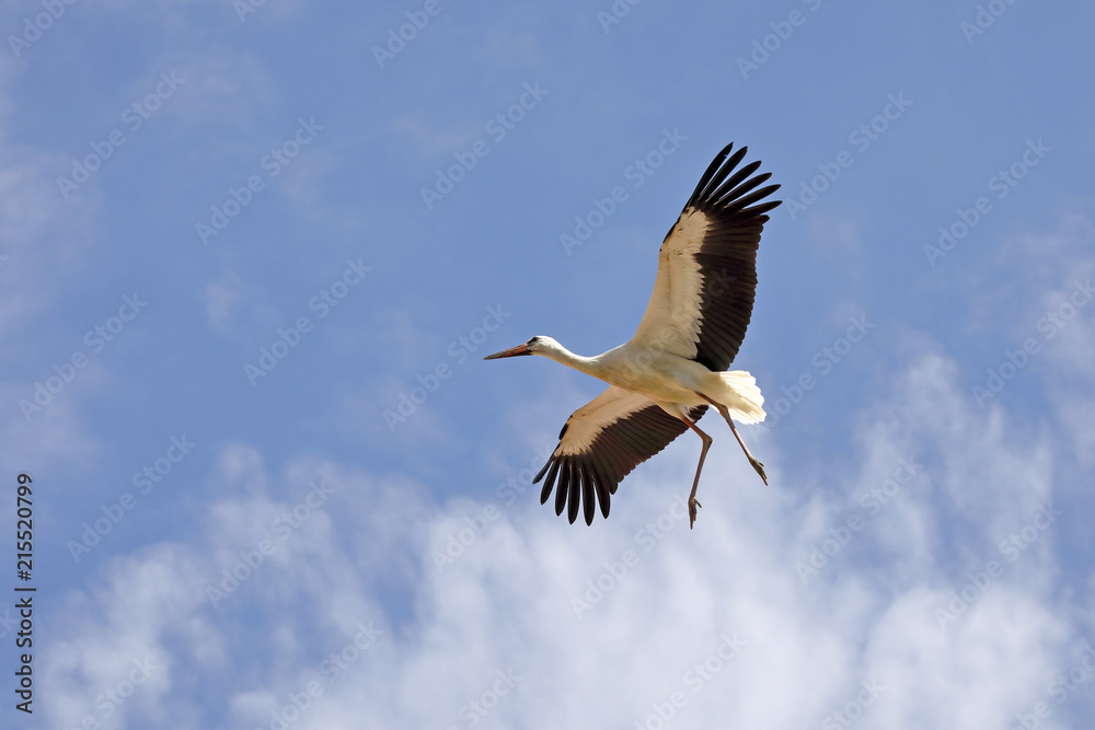 Obraz premium Storch im Anflug