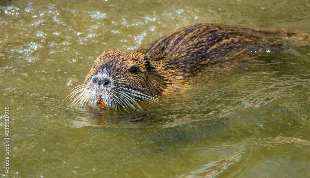 Eurasian beaver busy maintaining its dam Eurasian beaver busy maintaining its dam