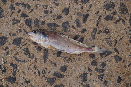 Dying Fish