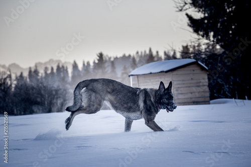 Biegnący pies po świeżym śniegu 