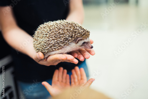 Children touch the hedgehog in the petting zoo