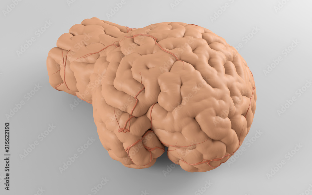 Brain glove Brain glove