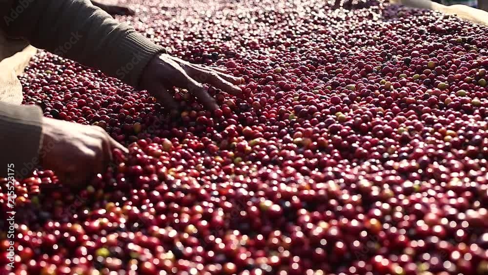 Worker sifting thru drying coffee fruit.
