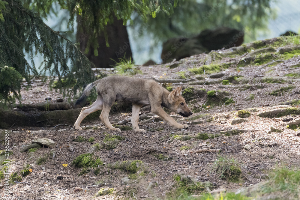 Wolf Wolf