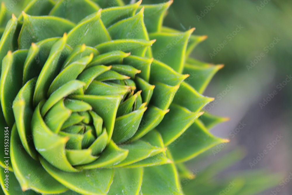 Flower Flower