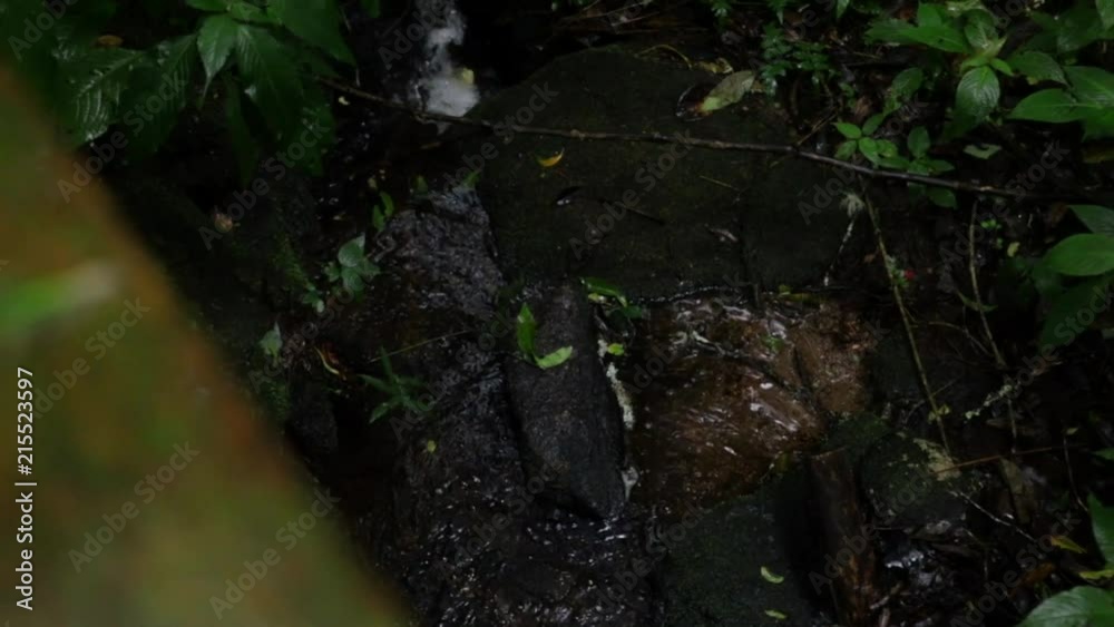flowing water in the middle of the jungle of Chiang Mai in Thailand flowing water in the middle of the jungle of Chiang Mai in Thailand