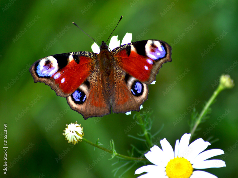 Obraz premium day butterflies