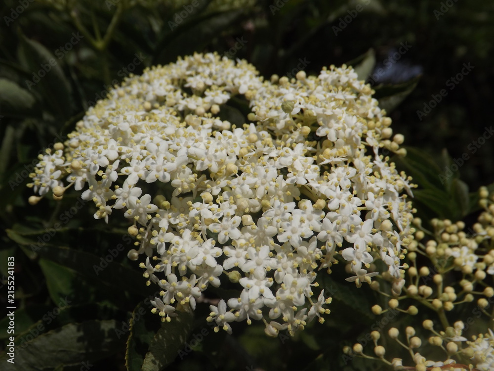 flower flower