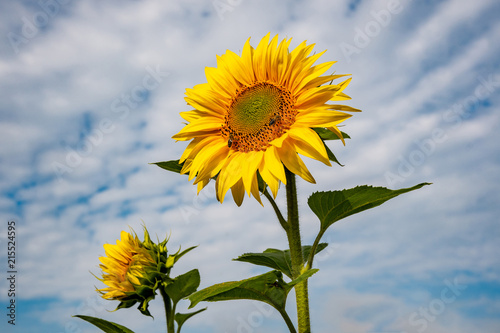 Close-up view of a young sunflowers  over cloudy sky