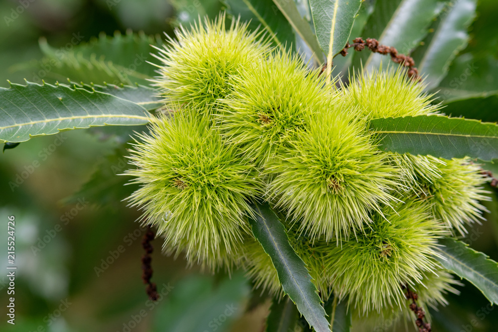 Sweet chestnut (Castanea sativa ) tree canopy with leaves and ripe chestnuts