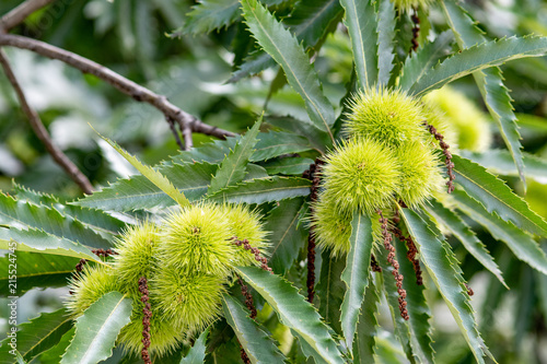 Sweet chestnut (Castanea sativa ) tree canopy with leaves and ripe chestnuts