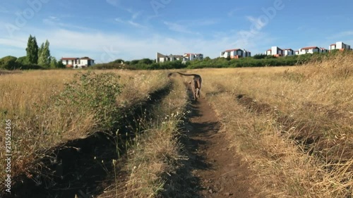 grey weimeraner dog on the field walking away photo