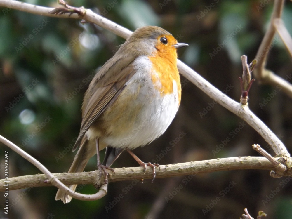 robin