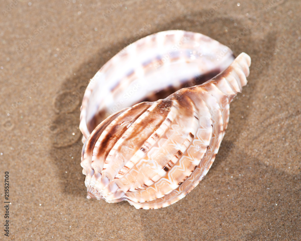 The mollusc (or mollusk) shell is typically a calcareous exoskeleton which encloses, supports and protects the soft parts of an animal in the phylum Mollusca, which includes snails, clams, tusk shells The mollusc (or mollusk) shell is typically a calcareous exoskeleton which encloses, supports and protects the soft parts of an animal in the phylum Mollusca, which includes snails, clams, tusk shells