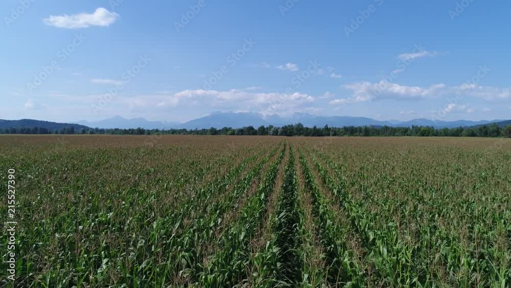 4k aerial slow forward flight above a field of corn with nice blue sky 4k aerial slow forward flight above a field of corn with nice blue sky