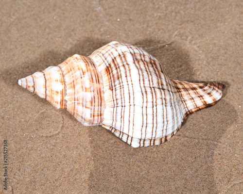 The mollusc (or mollusk) shell is typically a calcareous exoskeleton which encloses, supports and protects the soft parts of an animal in the phylum Mollusca, which includes snails, clams, tusk shells