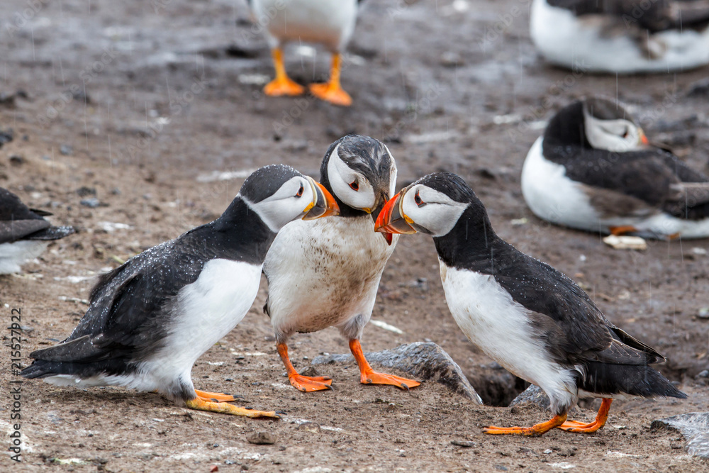 Fototapeta premium Atlantic puffin on Farne Island near the small city of Seahouses in the northeast of England, United Kingdom