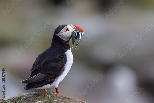 Atlantic puffin on Farne Island near the small city of Seahouses  in the northeast of England, United Kingdom © henk bogaard