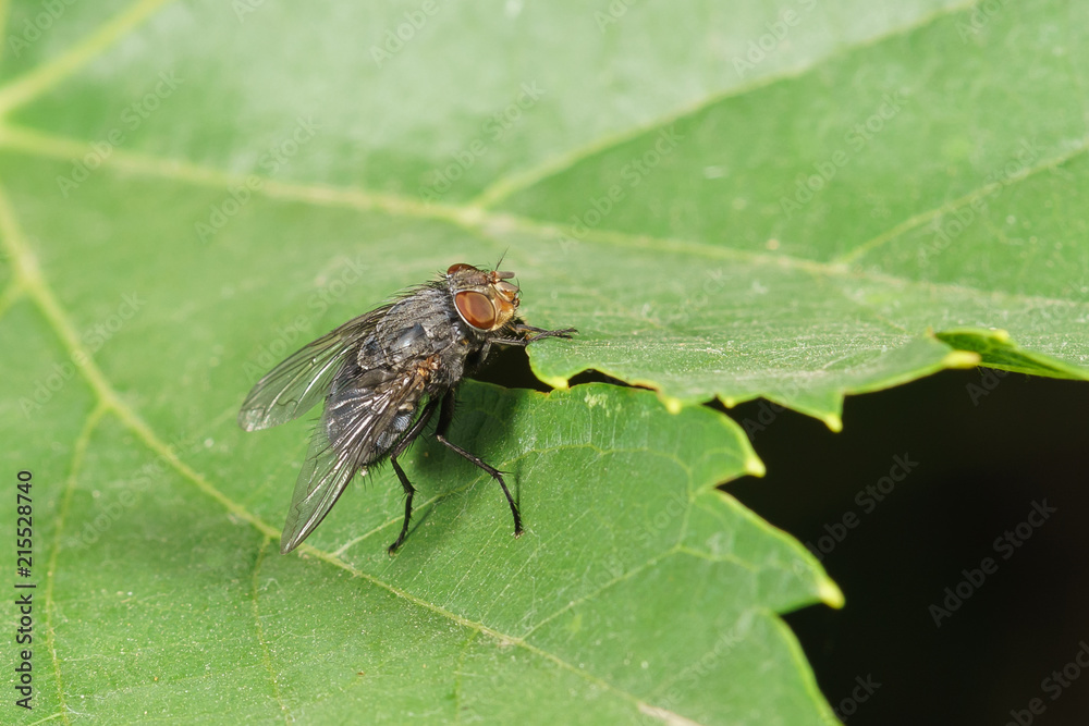 Home fly (lat. Musca domestica) family of true flies (lat. Muscidae) on a green leaf Home fly (lat. Musca domestica) family of true flies (lat. Muscidae) on a green leaf