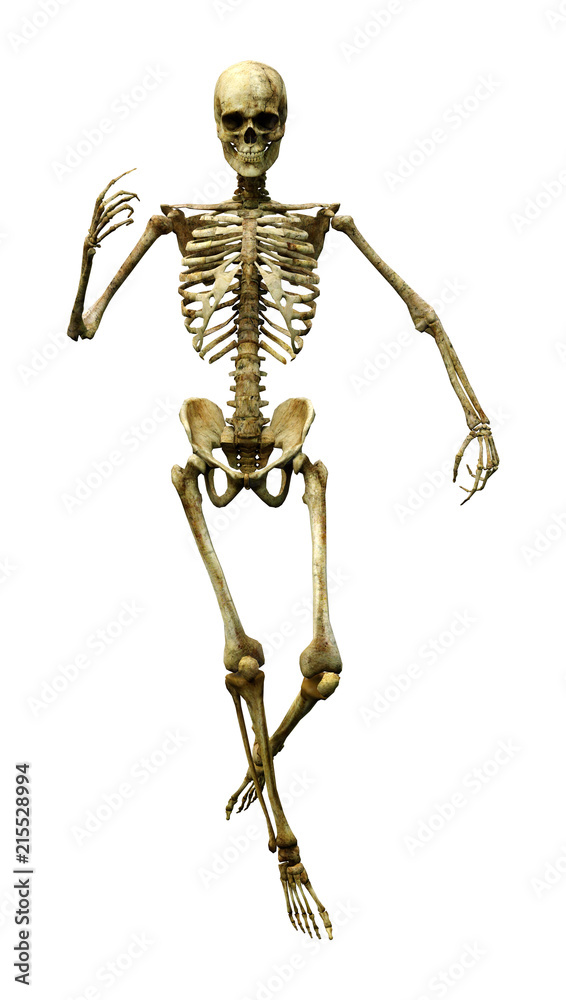 3D Rendering Human Skeleton on White 3D Rendering Human Skeleton on White