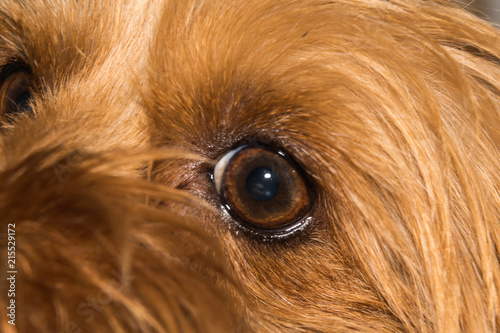 dog eye (yorkshire terrier)