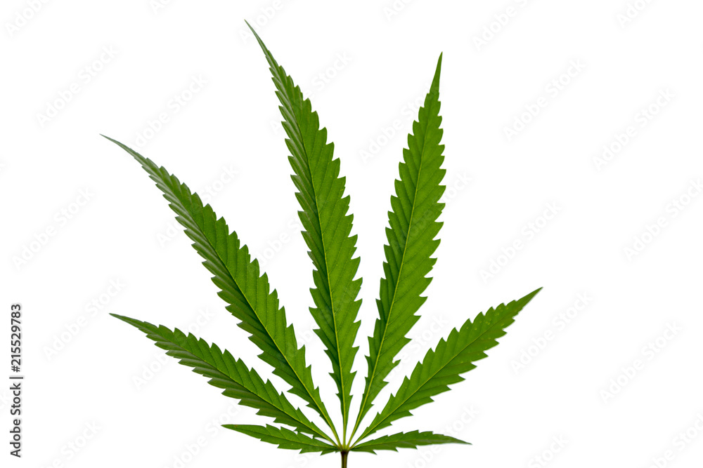 marijuana leaf isolated on white background.