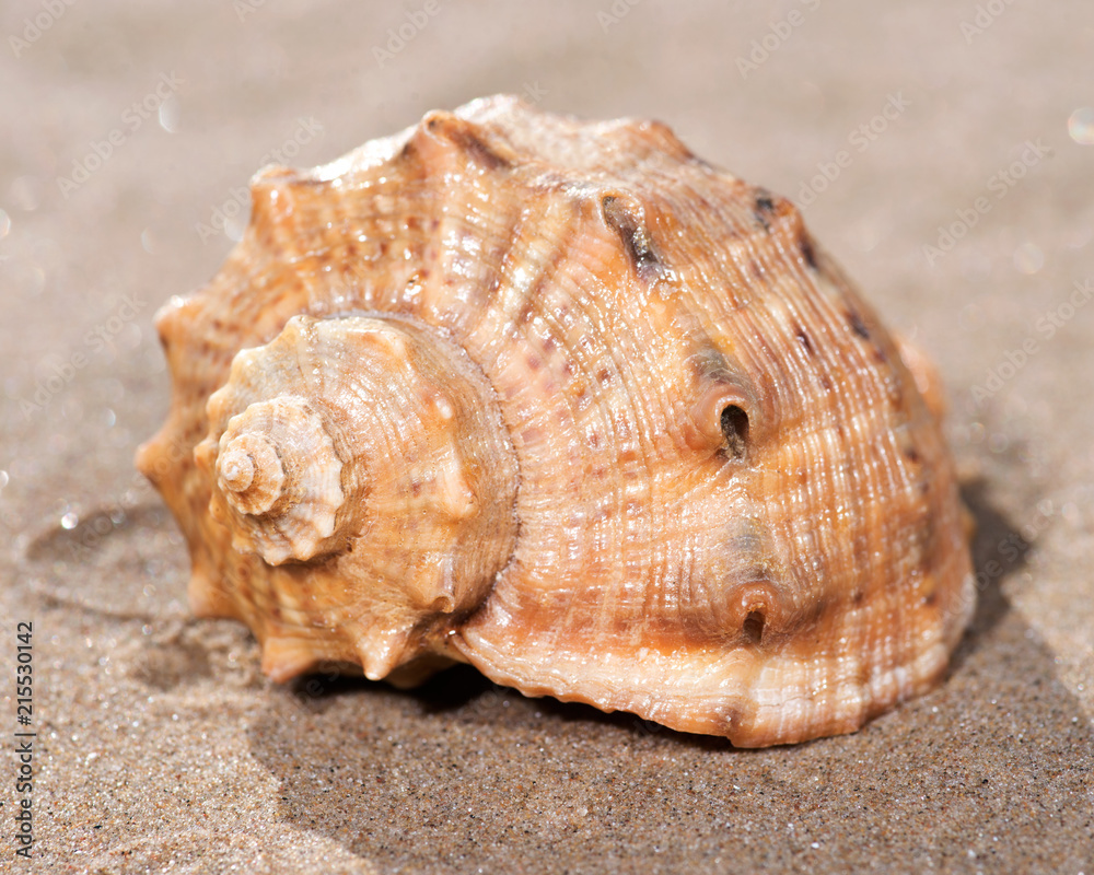 The mollusc (or mollusk) shell is typically a calcareous exoskeleton